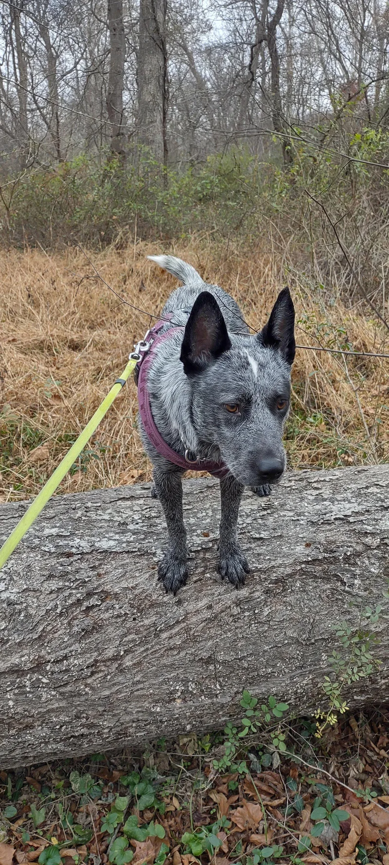 An adult medium-sized male Australian Cattle Dog / Blue Heeler dog named Scout for adoption in Herndon, VA