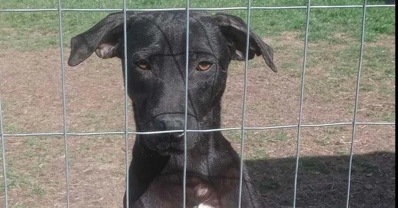 Sebastian thumbnail 2