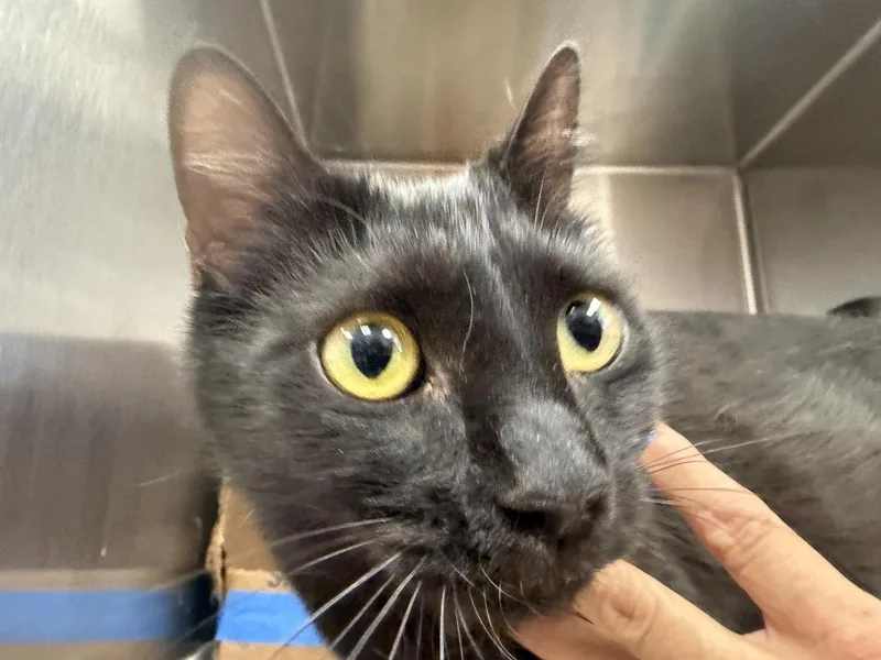 A young medium-sized female Black Domestic Short Hair cat named Hera Olympus for adoption in Chandler, AZ