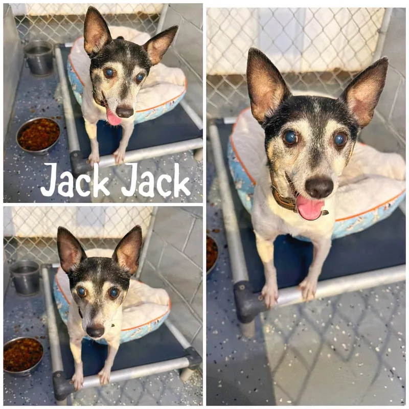 A senior small-sized male Jack Russell Terrier dog named Jack Jack for adoption in Saint James, MO