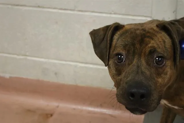 A young large-sized male Mixed Breed dog named Simba for adoption in Columbia, SC