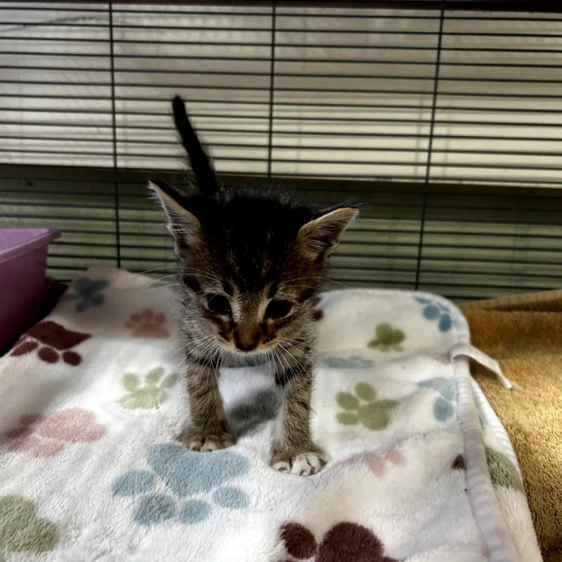 A baby small-sized male Brown / Chocolate Domestic Short Hair cat named Joey for adoption in Upland, CA