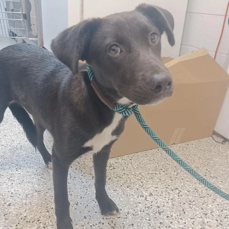 A young medium-sized female Black Labrador Retriever dog named Daisy Mae for adoption in Hattiesburg, MS