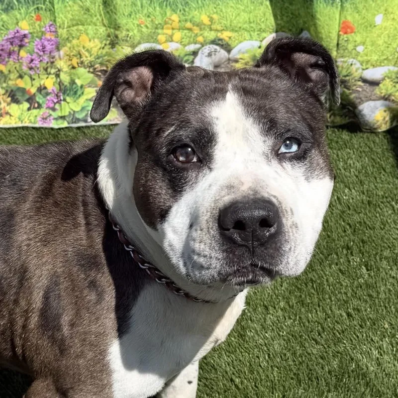 An adult medium-sized male Merle (Blue) Pit Bull Terrier dog named Kane for adoption in Warren, OH