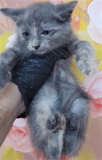 A baby small-sized female Domestic Short Hair cat named Bluebell for adoption in San Bernardino, CA