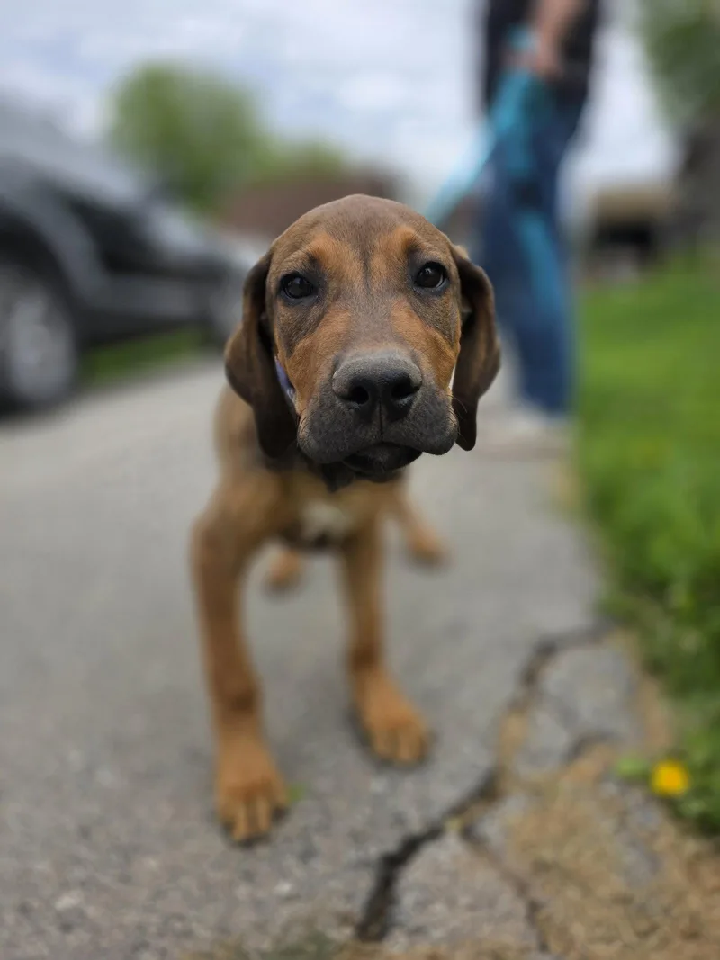 A baby extra large-sized male Labrador Retriever dog named Blaze for adoption in New London, WI