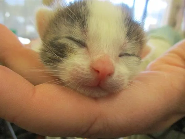 A baby small-sized male Domestic Short Hair cat named Three Spot for adoption in Ocala, FL