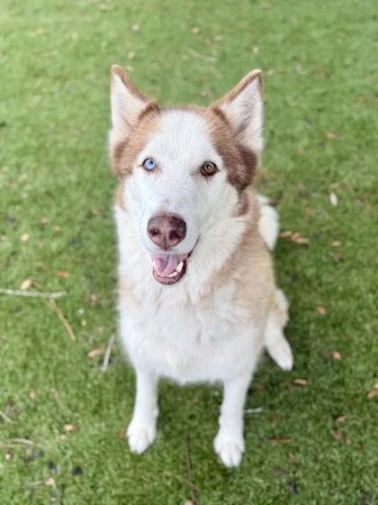 An adult large-sized male Siberian Husky dog named Tyson for adoption in Daytona Beach, FL