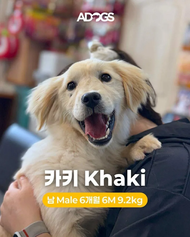 A baby medium-sized male Golden Retriever dog named Khaki for adoption in Agoura Hills, CA