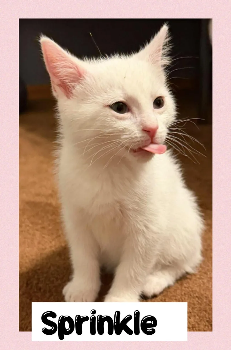 A young medium-sized female White Domestic Short Hair cat named Sprinkle for adoption in Newton Falls, OH