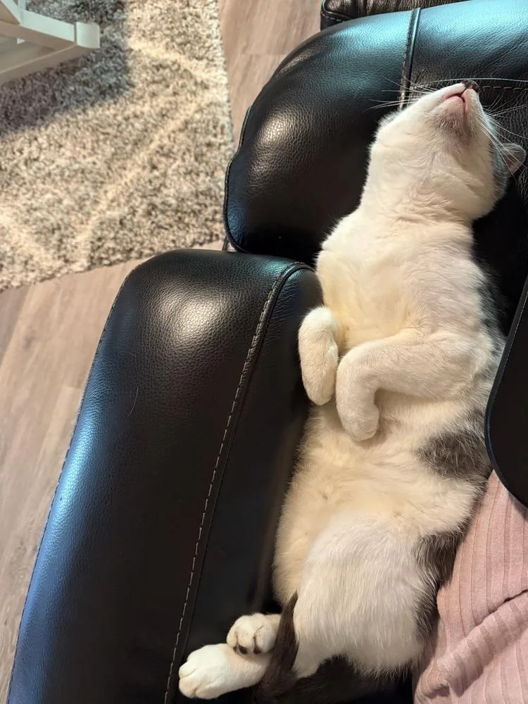 A young medium-sized male Gray & White Domestic Short Hair cat named Oliver for adoption in Earleville, MD