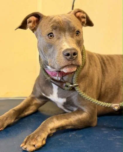 A young large-sized female Pit Bull Terrier dog named Sister for adoption in Bowling Green, KY