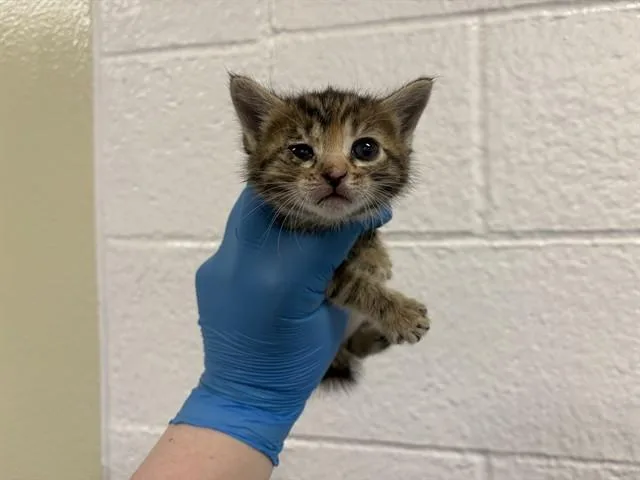 A baby small-sized female Domestic Short Hair cat named Lilypad for adoption in Thousand Palms, CA