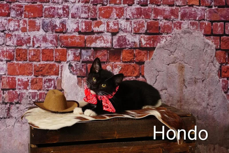 Hondo