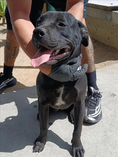 A young medium-sized female Pit Bull Terrier dog named Chica for adoption in Los Angeles, CA