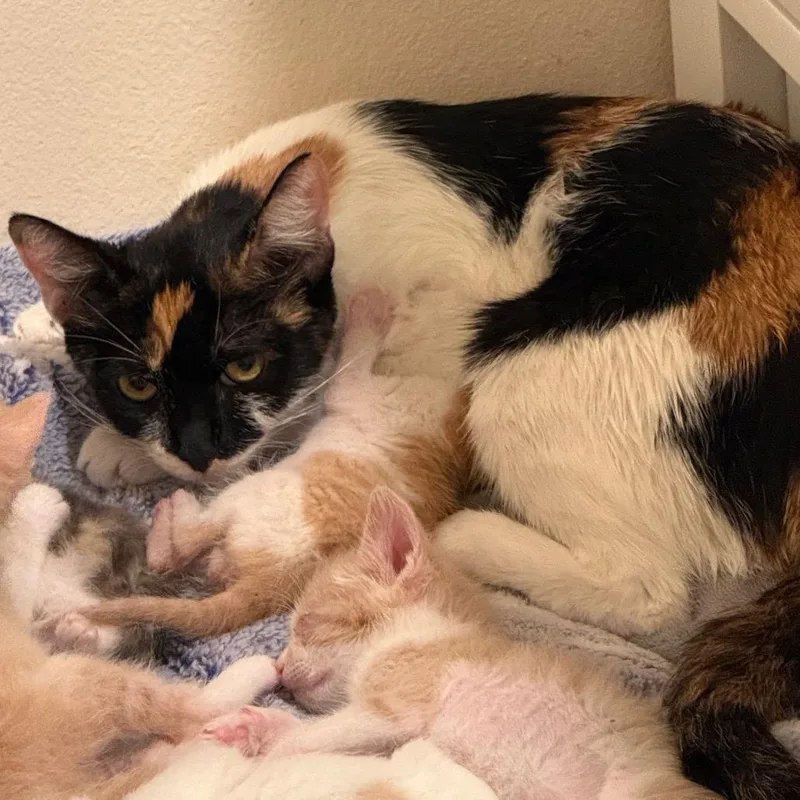 A young small-sized female Calico Domestic Short Hair cat named Calista for adoption in Tustin, CA