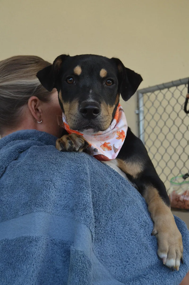 A baby medium-sized female Basset Hound dog named Miley for adoption in McKinney, TX
