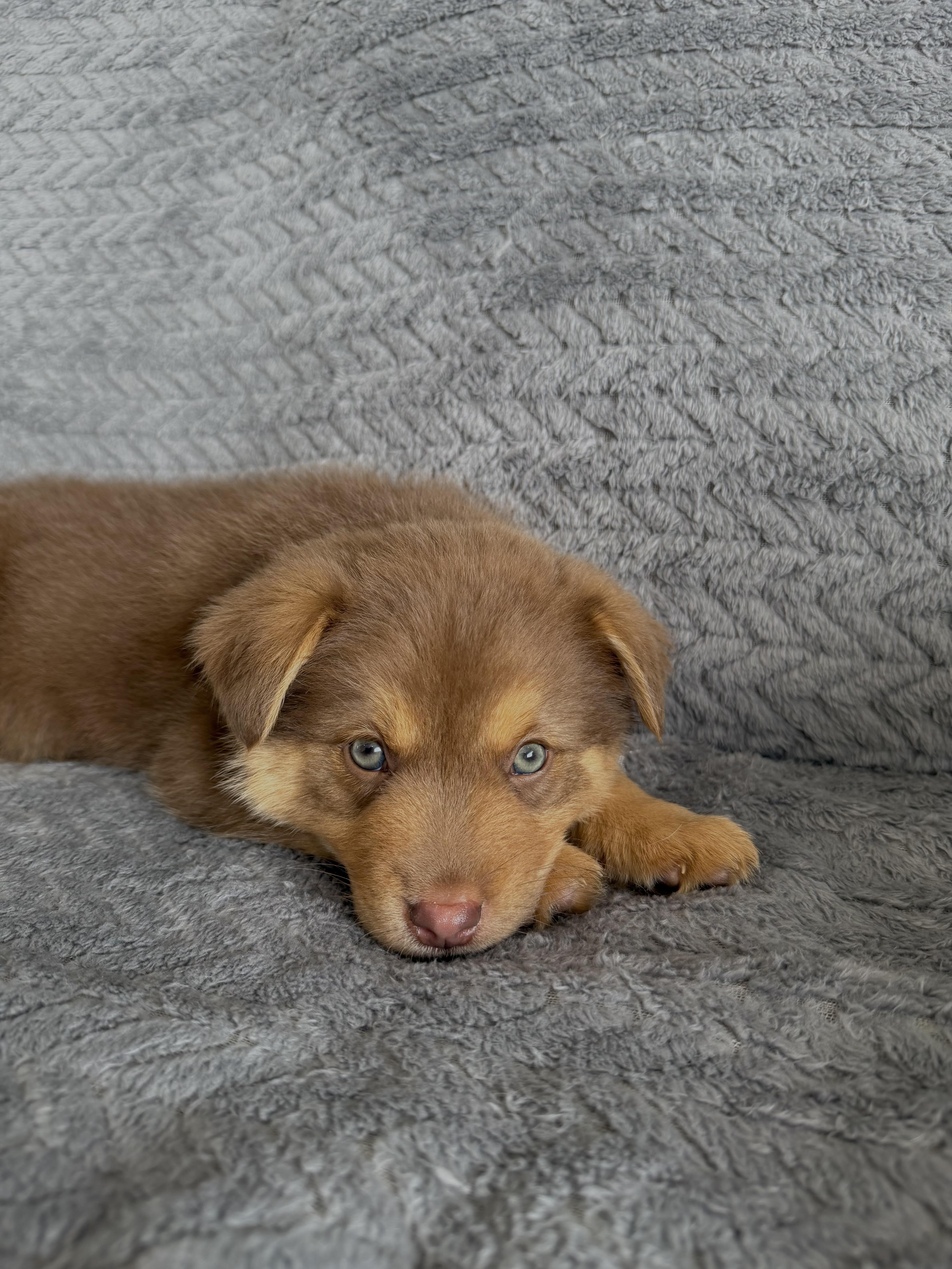 A baby medium-sized male Brown / Chocolate Australian Cattle Dog / Blue Heeler dog named Tucker for adoption in Ephrata, WA