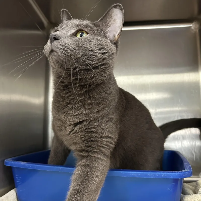 An adult medium-sized male Gray / Blue / Silver Domestic Short Hair cat named Ron Burgundy for adoption in La Grange Park, IL