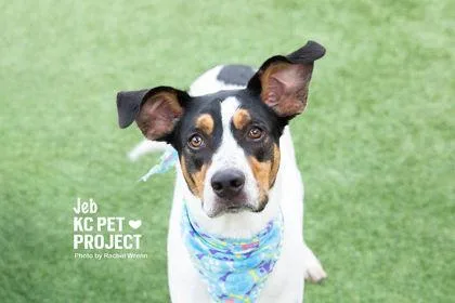 An adult large-sized male White / Cream Mixed Breed dog named Jeb for adoption in Kansas City, MO