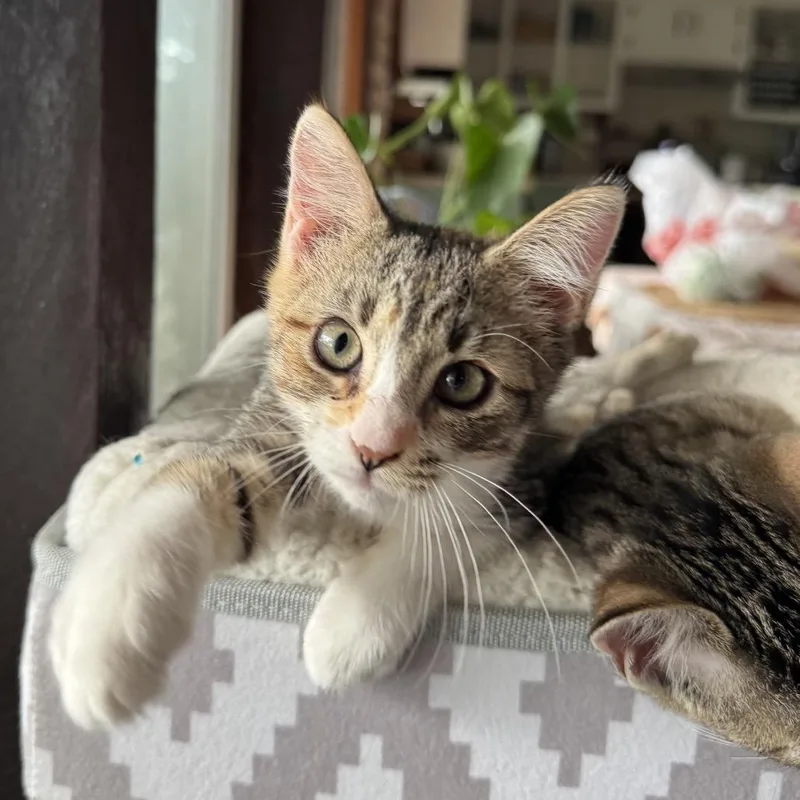 A baby small-sized female Orange / Red Domestic Short Hair cat named Marshie for adoption in Kyle, TX