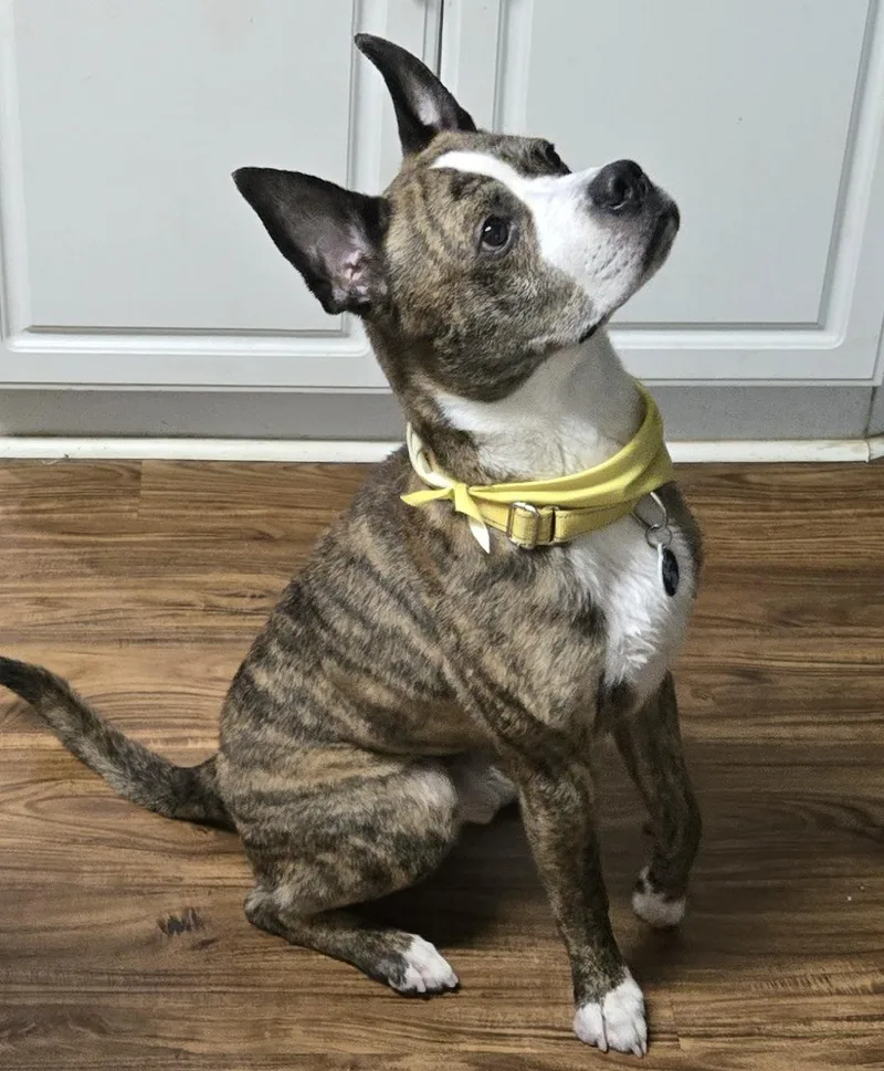 A young medium-sized male Boxer dog named Chop for adoption in Decatur, GA