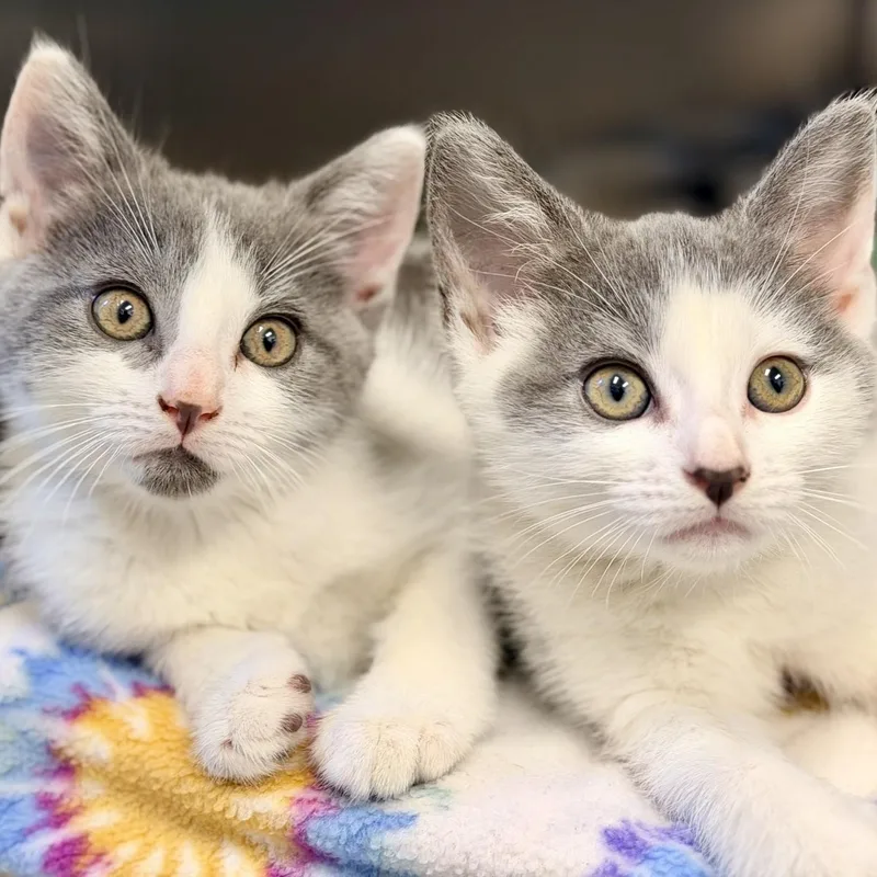 A baby medium-sized female Gray & White Domestic Short Hair cat named Poppy for adoption in Manahawkin, NJ