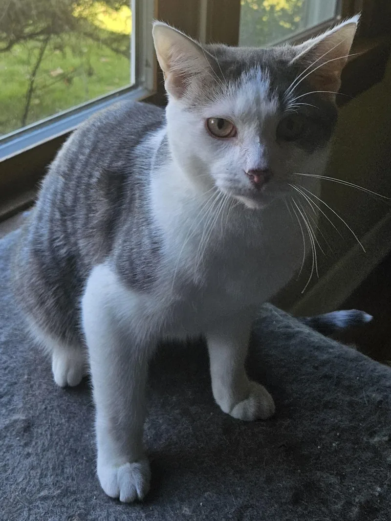 Mr. Meowgi thumbnail 2