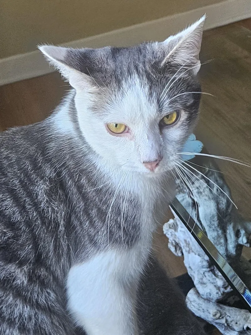 Mr. Meowgi thumbnail 3