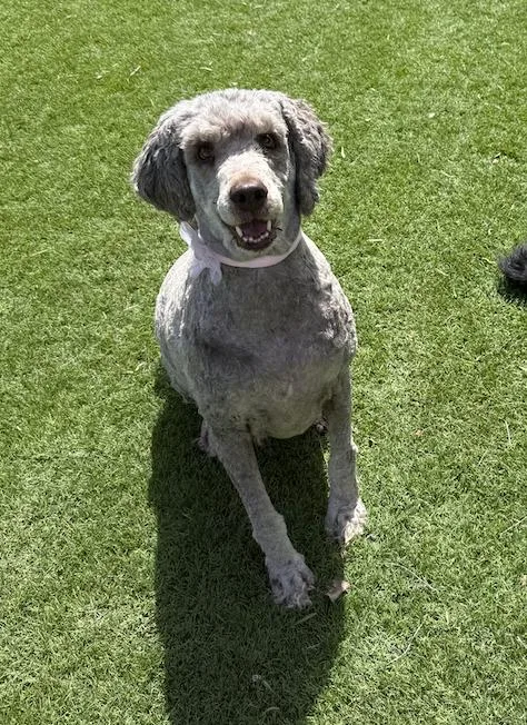 A senior medium-sized female White / Cream Labradoodle dog named Cora for adoption in Temecula, CA