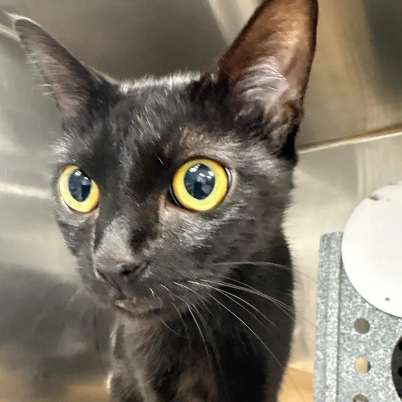 An adult medium-sized female Black Domestic Short Hair cat named Abby for adoption in Greenville, SC