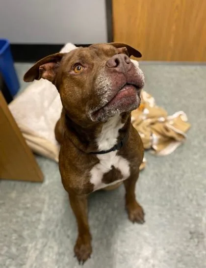 An adult medium-sized male Pit Bull Terrier dog named Bowie for adoption in Shawano, WI