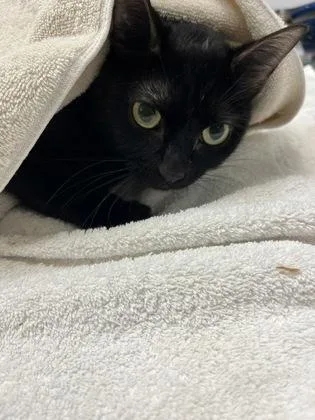 A young small-sized male Domestic Short Hair cat named Chase for adoption in Seattle, WA