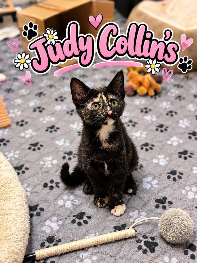 A baby medium-sized female Tortoiseshell Domestic Short Hair cat named Judy Collins for adoption in Akron, OH