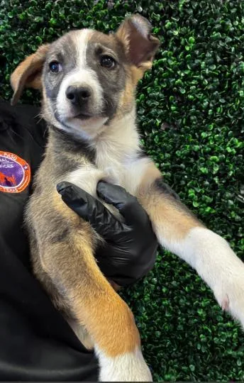 A baby small-sized male Brown / Chocolate Mixed Breed dog named 61004836 for adoption in El Paso, TX