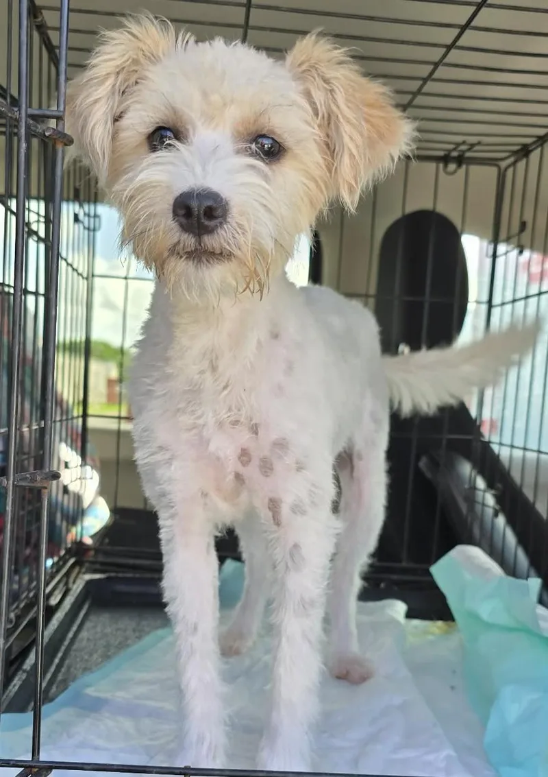 A baby small-sized female White / Cream Miniature Schnauzer dog named Annie for adoption in Southlake, TX