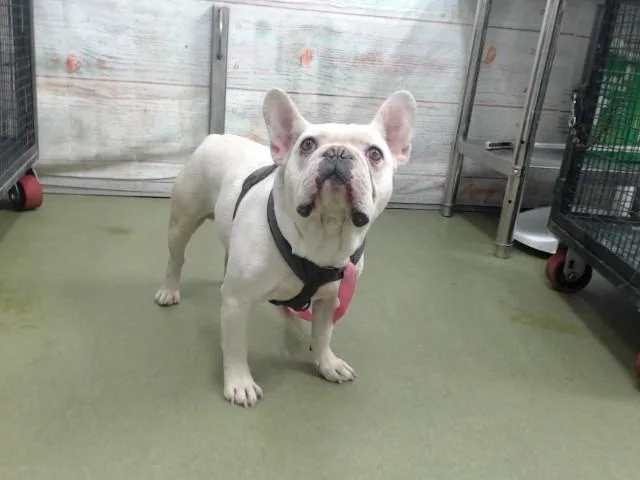 An adult medium-sized male White / Cream French Bulldog dog named Fly for adoption in New York, NY
