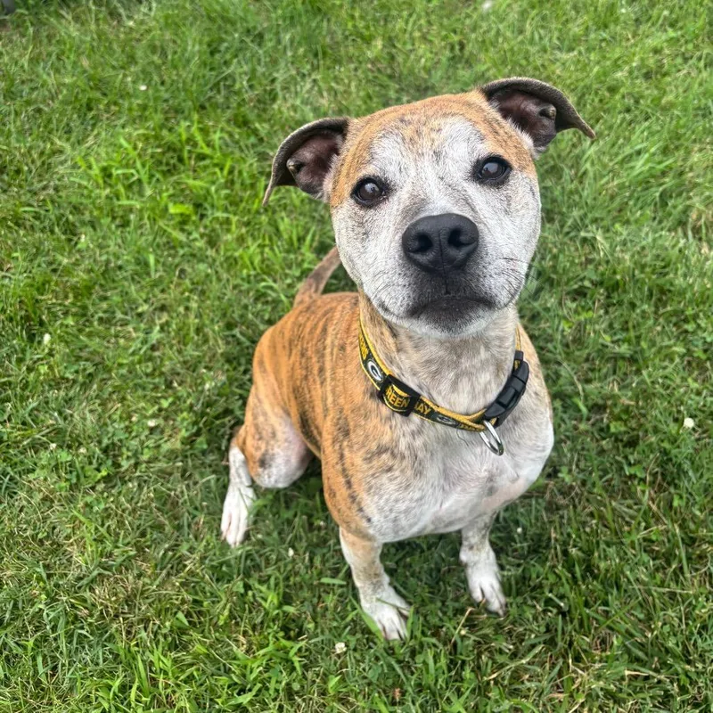 A senior medium-sized male Brindle Whippet dog named Dozer for adoption in Waynesboro, PA