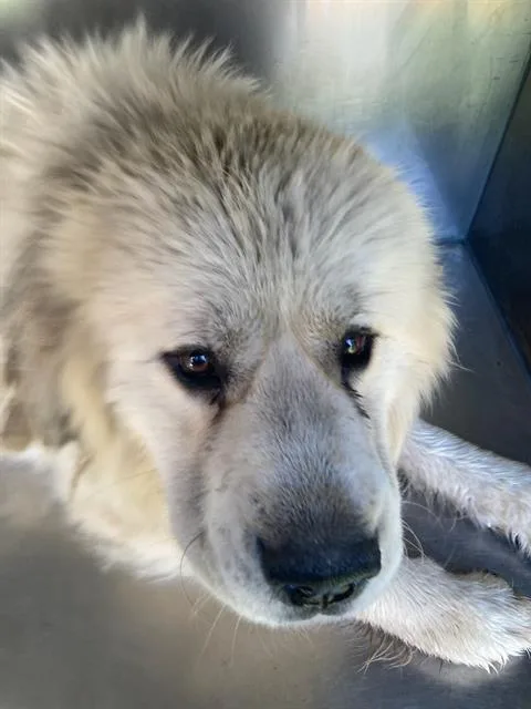 An adult large-sized male Great Pyrenees dog named Bronx for adoption in Dallas, TX