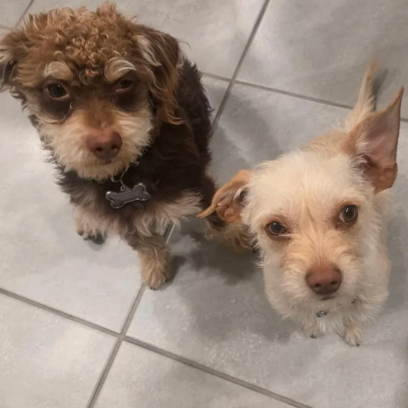 An adult small-sized female White / Cream Miniature Poodle dog named Opal for adoption in Point Richmond, CA