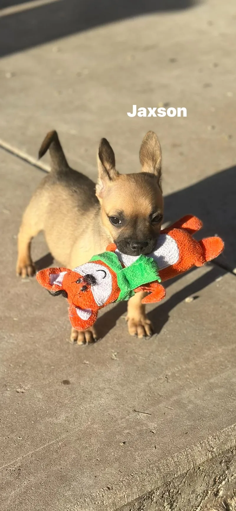 A baby small-sized male Apricot / Beige French Bulldog dog named Jaxson for adoption in Mesa, AZ