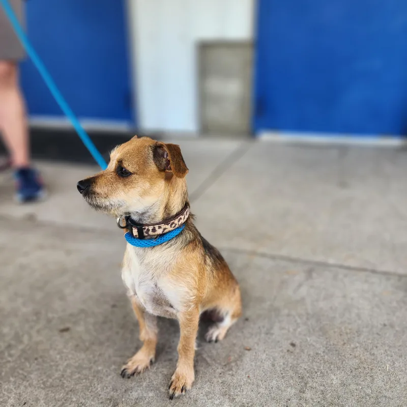 A young small-sized male Terrier dog named Jip for adoption in Clinton, MO