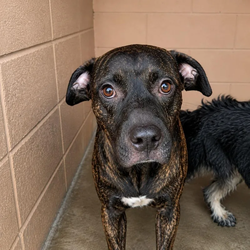 A young medium-sized male Black Mouth Cur dog named Harry for adoption in Gautier, MS