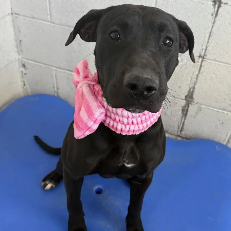 A young medium-sized female Black Mixed Breed dog named Kairi for adoption in Las Cruces, NM