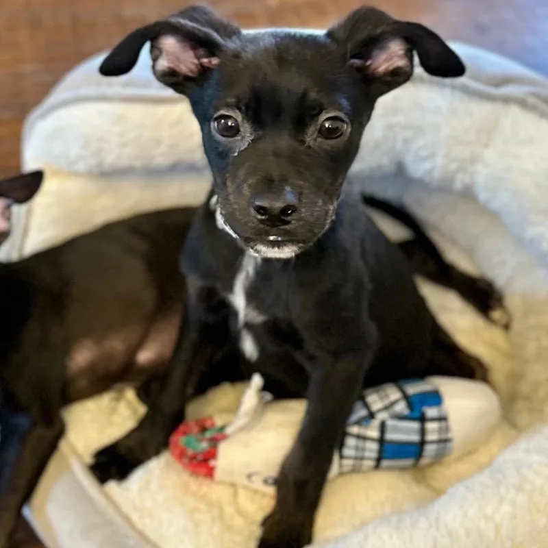 Dunk March Madness thumbnail 2