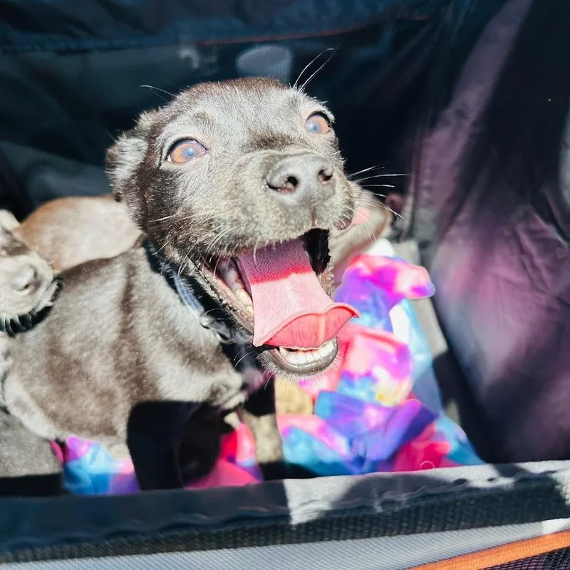 Dunk March Madness thumbnail 5