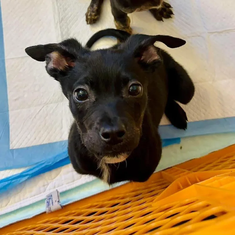 Dunk March Madness thumbnail 6