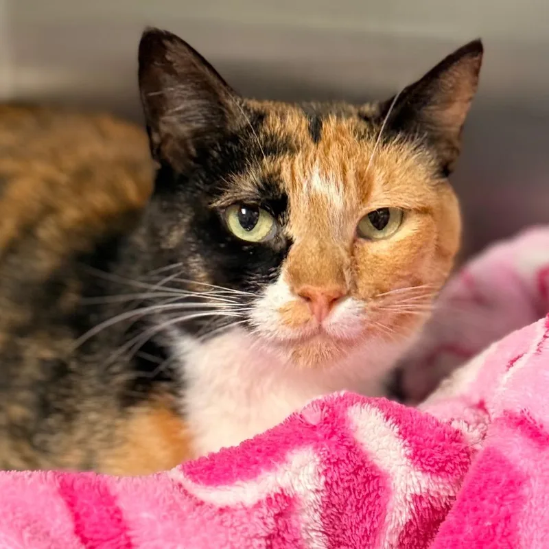 An adult medium-sized female Domestic Short Hair cat named Piper for adoption in Cumming, GA