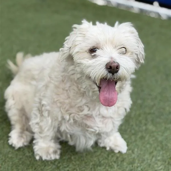 An adult medium-sized female White / Cream Poodle dog named Lupita for adoption in Hawthorne, CA