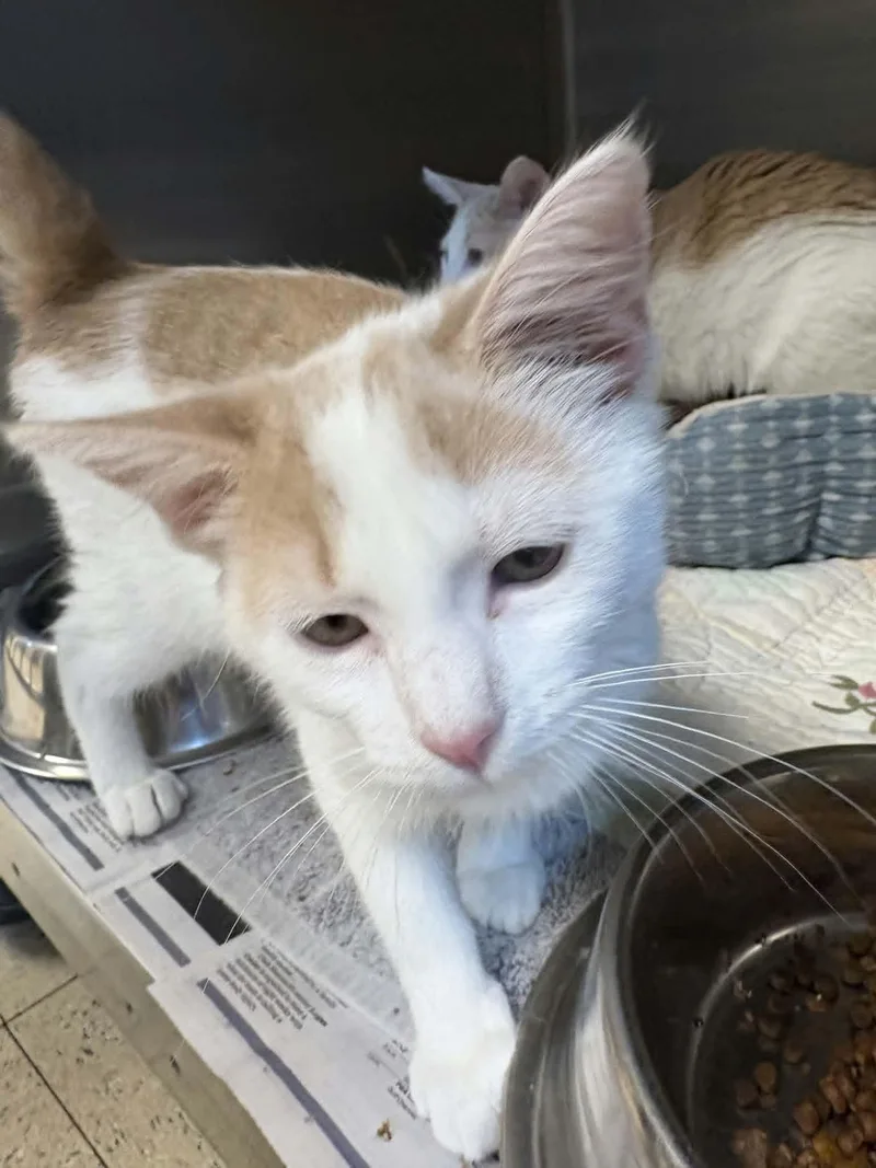 A baby medium-sized female Buff & White Domestic Short Hair cat named Andy for adoption in Orange, VA